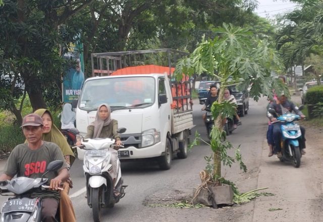 Warga Kencong Protes, Jalan Berlubang Jalur Selatan Jember-Lumajang Ditanami Pohon