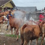 Petugas Gabungan di Situbondo Semprotkan Disinfektan di Pasar Hewan