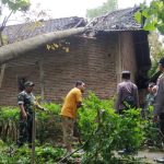 Angin Kencang di Situbondo, Dua Rumah dan Warung Tertimpa Pohon