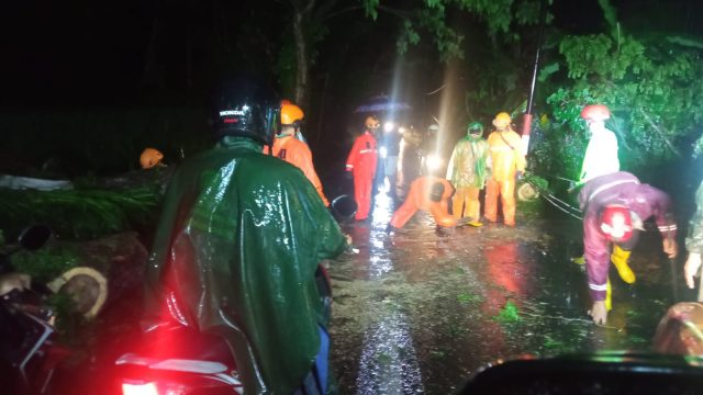 Pohon Akasia di Jember Tumbang Timpa Pengendara Motor