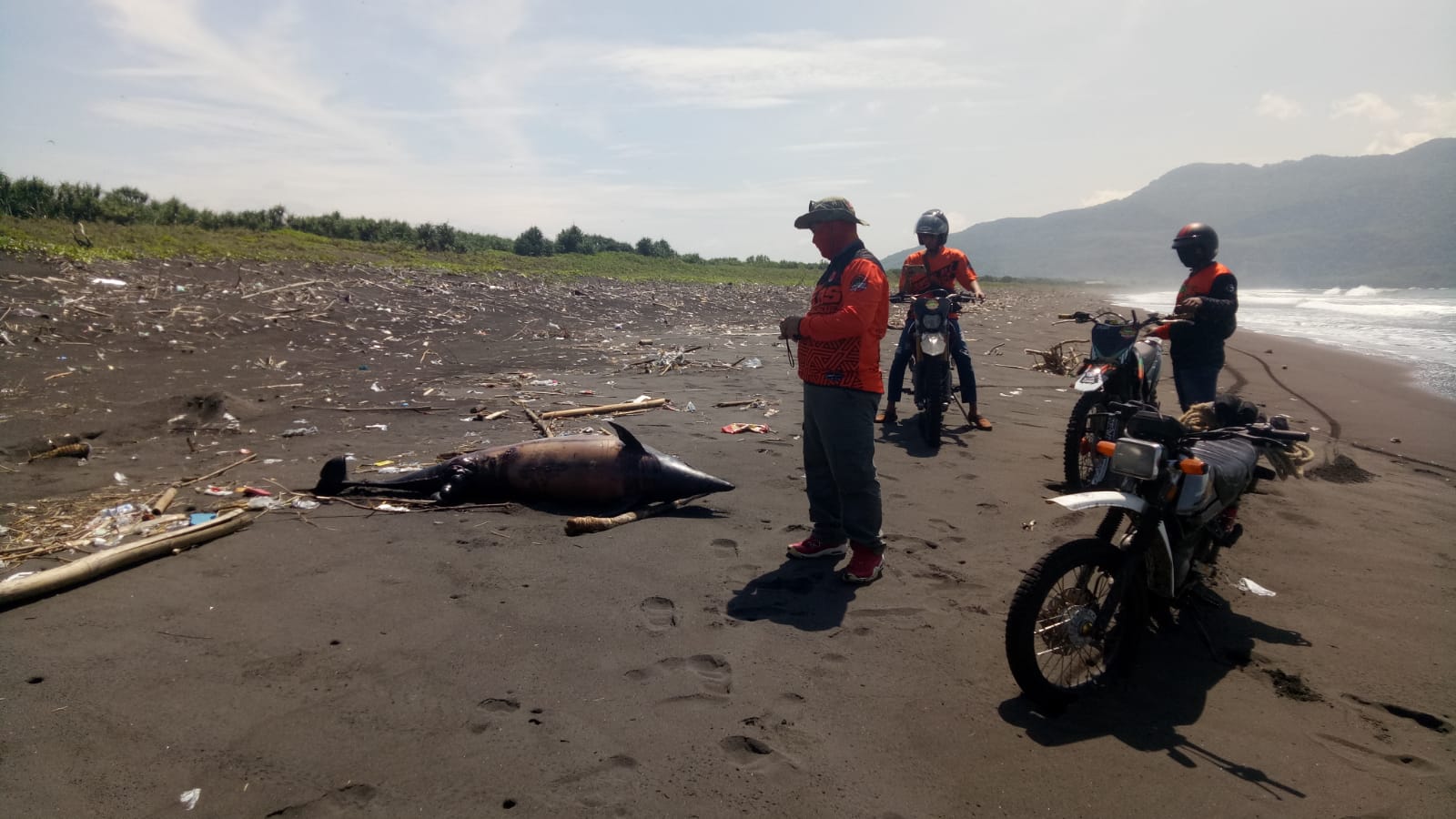 Bangkai Lumba-Lumba Terdampar di Pantai Selatan Jember