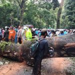 Sempat Lumpuh Total Akibat Pohon Tumbang, Jalur Gumitir Berangsur Normal