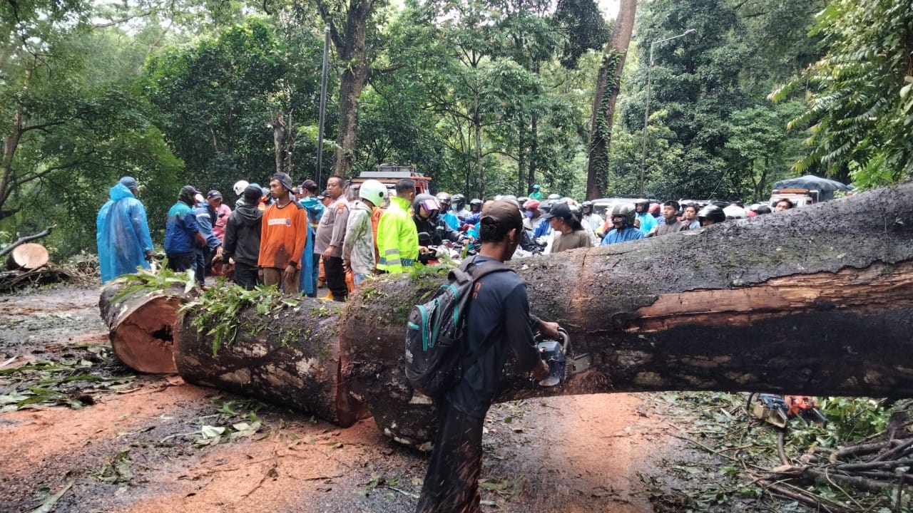 Sempat Lumpuh Total Akibat Pohon Tumbang, Jalur Gumitir Berangsur Normal