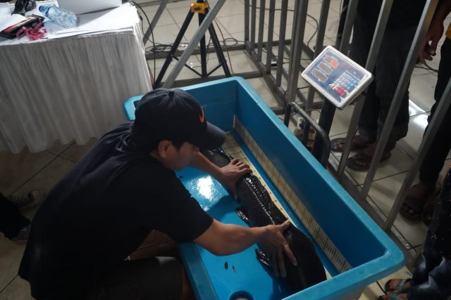 Pertama di Indonesia, Bupati Kediri Buat Kontes Gede-gedean Ikan Lele