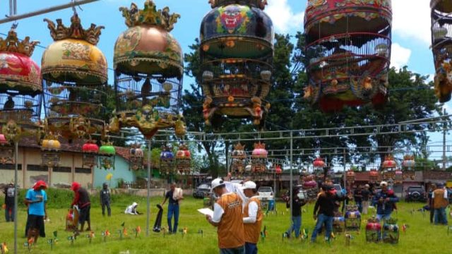 Lomba Burung Perkutut di Situbondo, Diserbu Ratusan Peserta 