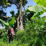 Ratusan Ribu Pohon Durian di Wonosalam, Ada Yang Berusia Ratusan Tahun