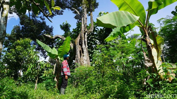 Ratusan Ribu Pohon Durian di Wonosalam, Ada Yang Berusia Ratusan Tahun