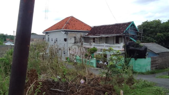 Ribuan Ulat Bulu Teror Rumah Warga di Situbondo