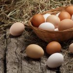 Manfaat Telur Ayam Kampung yang Kaya Nutrisi