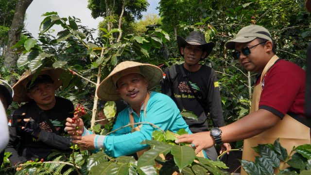 Panen Kopi, Bupati Situbondo Ajak Petani Gunakan Pupuk Organik