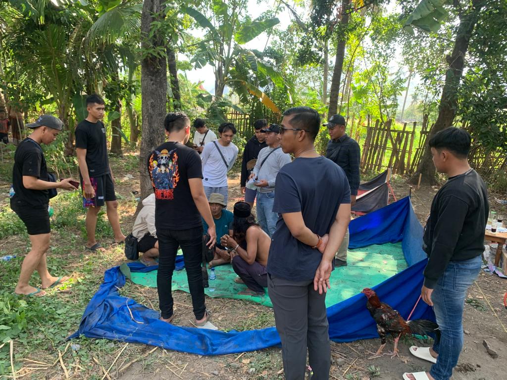 Judi Sabung Ayam di Situbondo Digrebek, Dipimpin Langsung Kapolres 