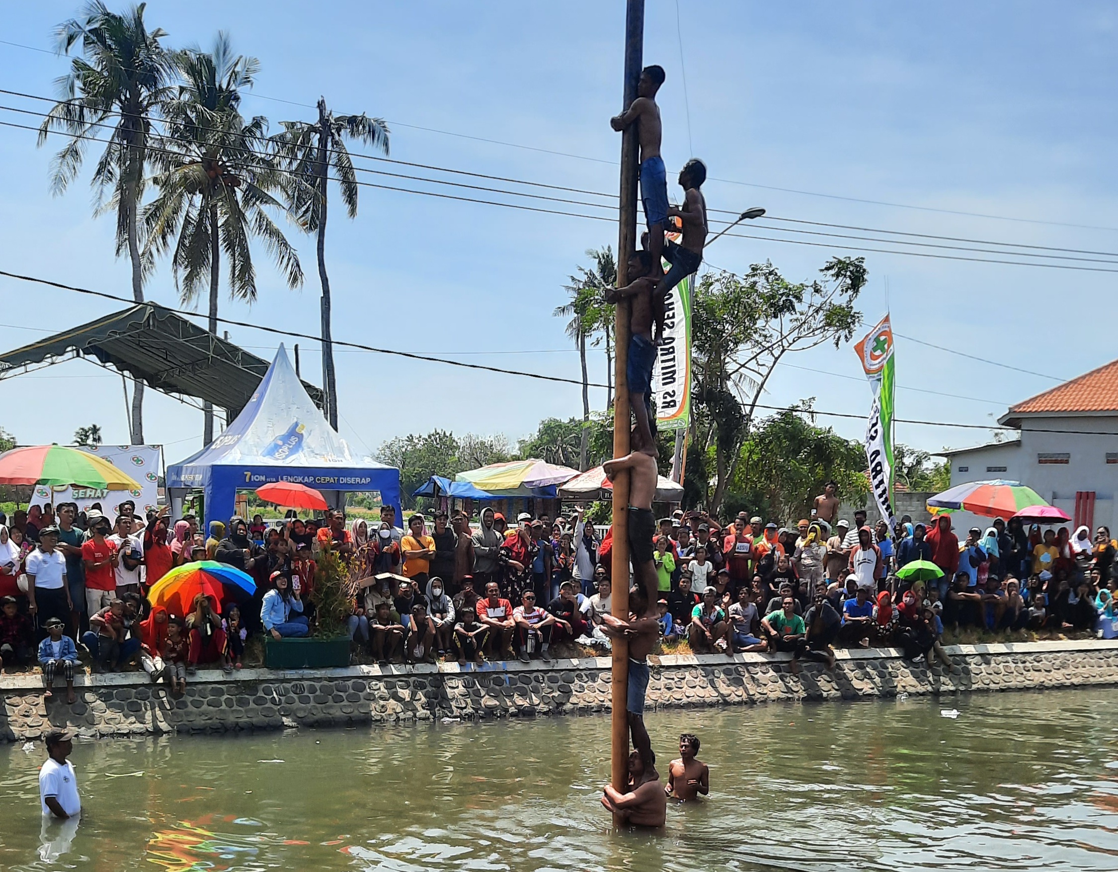 Serunya Lomba Panjat Pinang di Situbondo, Puluhan Peserta Berjatuhan ke Sungai 