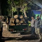 Petugas Gabungan Situbondo, Gagalkan Pencurian Kayu Jati di Hutan Baluran 