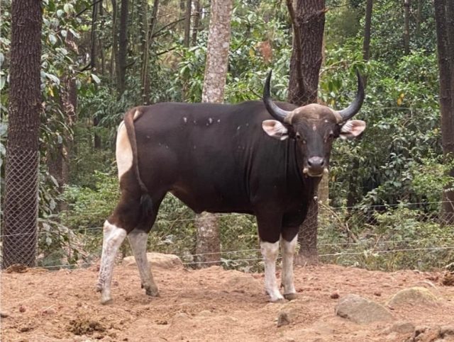 Cegah Kepunahan, Taman Nasional Baluran Situbondo Tambah 1 Ekor Indukan Jantan 