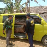 Pencurian Puluhan Gelondong Jati di Situbondo Berhasil Digagalkan Petugas Gabungan