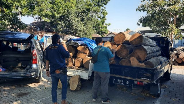 Petugas Taman Nasional Baluran Situbondo, Gagalkan Pencurian Belasan Gelondong Kayu Jati 