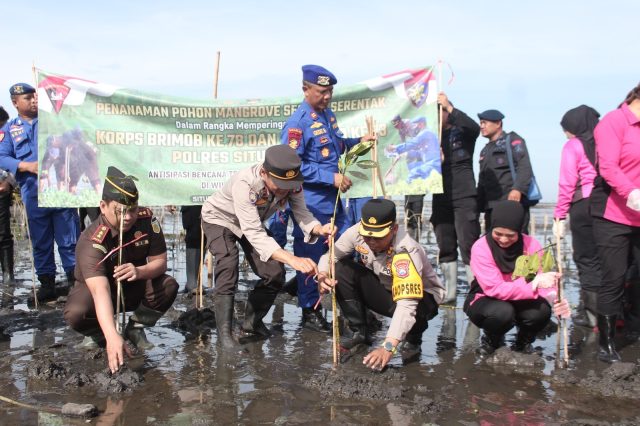 Antisipasi Abrasi, Forkopimda Situbondo Tanam 1000 Bibit Mangrove di Pantai Cemara