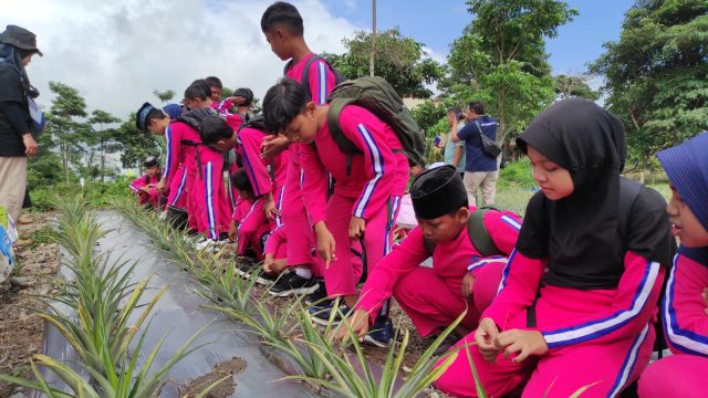 Wisata Lereng Gunung Kelud, Tawarkan Edukasi Perkebunan Buah Nanas dan Olahannya