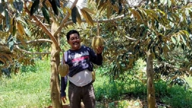 Wisata Petik Durian Lamongan, Pengunjung Bisa Nikmati Langsung di Kebunnya 