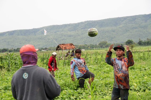 Harga Blewah Tembus Rp 7 Ribu, Petani di Situbondo Raup Untung Besar