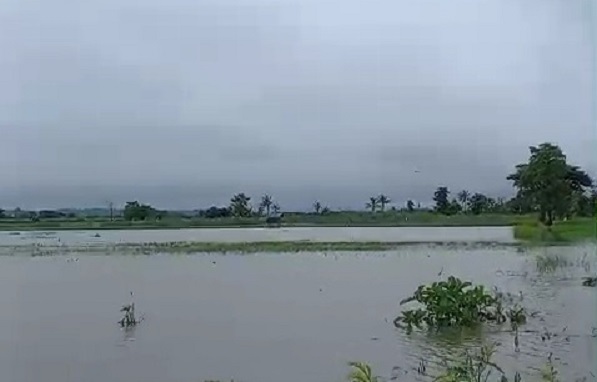 Puluhan Hektar Lahan Tanaman Padi di Situbondo Terendam Banjir