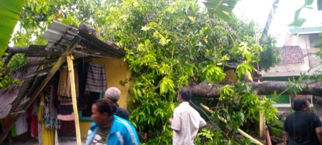 Tiga Rumah di Situbondo Rusak Tertimpa Pohon Tumbang