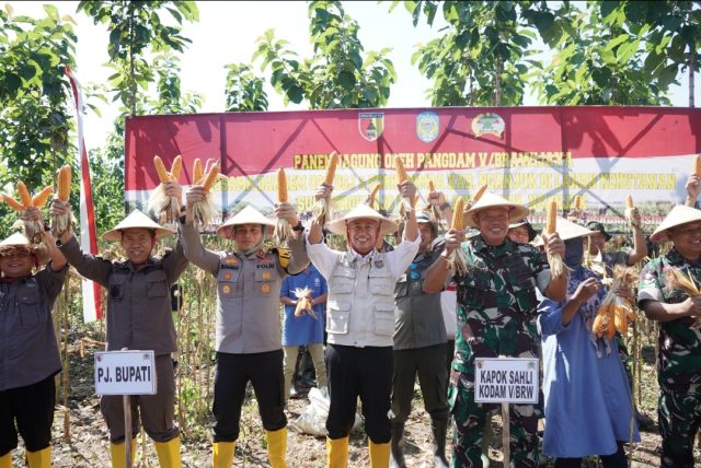 Dukung Ketahanan Pangan Nasional, Pj Bupati Nganjuk Panen Raya Jagung bersama Kodam V/Brawijaya