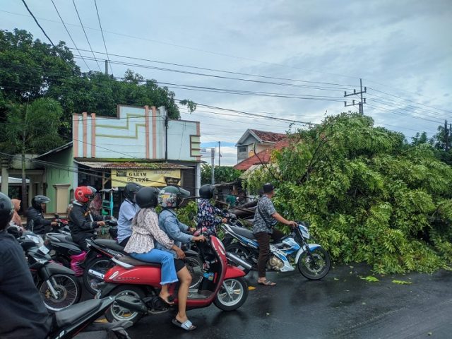 Pohon Besar di Situbondo Tumbang, Jalur Pantura Macet 