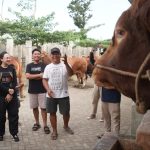 Mas Dhito Bareng Mbak Cicha Beli Empat Ekor Sapi Jumbo untuk Kurban