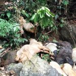 Belasan Ekor Kambing Etawa di Jember Ditemukan Mati Misterius Dekat Aliran Sungai Gumitir