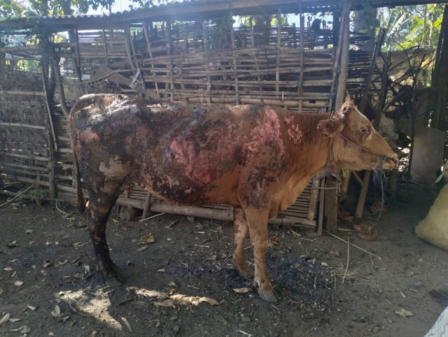 Kandang Sapi di Bondowoso Terbakar, Sapi Selamat Namun Terbakar Hingga 70 Persen