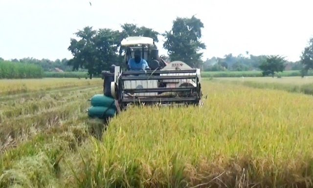 Jaga Stabilitas Harga, Bulog Sub Divre Surabaya Selatan Siap Serap Gabah Petani Saat Panen Raya