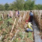Lahan Bekas Tambang di Situbondo Ditanami Tomat Gratis untuk Warga