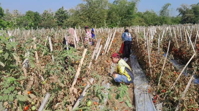 Lahan Bekas Tambang di Situbondo Ditanami Tomat Gratis untuk Warga