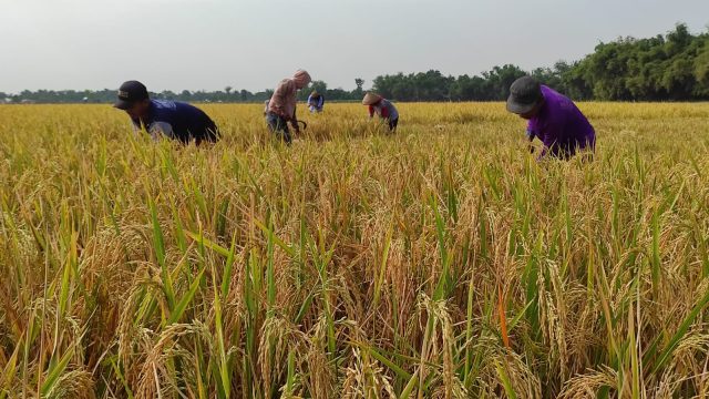 Antisipasi Harga Gabah Anjlok saat Panen Raya, Bulog Akan Serap Gabah Petani