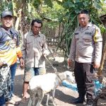 Pencari Rosok di Jember Temukan Seekor Kambing Dibungkus Sarung, Diduga Hasil Curian