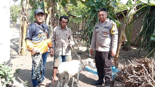 Pencari Rosok di Jember Temukan Seekor Kambing Dibungkus Sarung, Diduga Hasil Curian