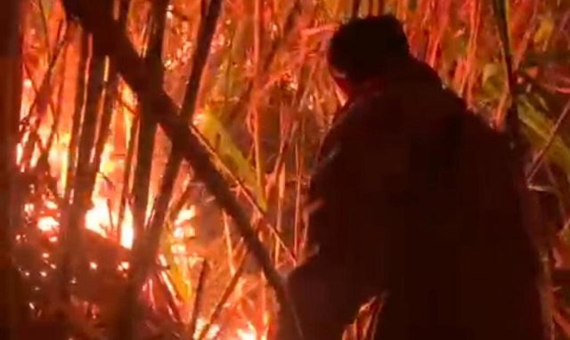 Kebakaran Kebun Tebu di Bondowoso Nyaris Menyebar ke Rumah Warga