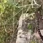 Macan Tultul Muncul di Kawasan Hutan Baluran Situbondo, Viral di Medsos 
