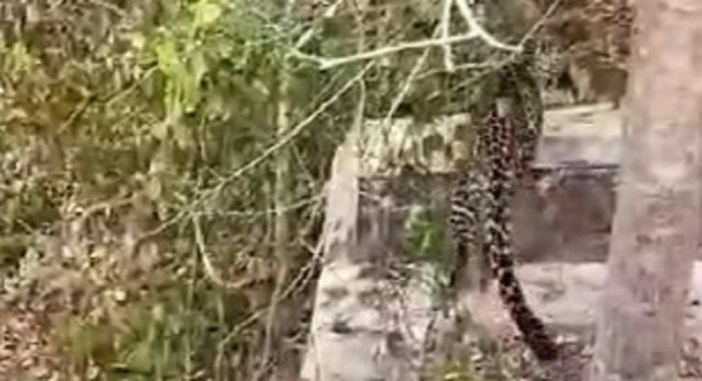 Macan Tultul Muncul di Kawasan Hutan Baluran Situbondo, Viral di Medsos 