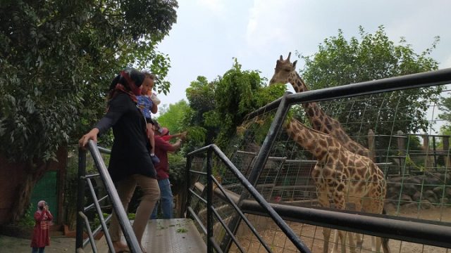 Fenomena Bediding Tidak Berdampak Satwa di Maharani Zoo Lamongan, Ini Kata Dokter Hewan