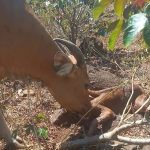 Banteng Jawa di SSB Taman Nasional Baluran Situbondo Lahirkan Anak Betina