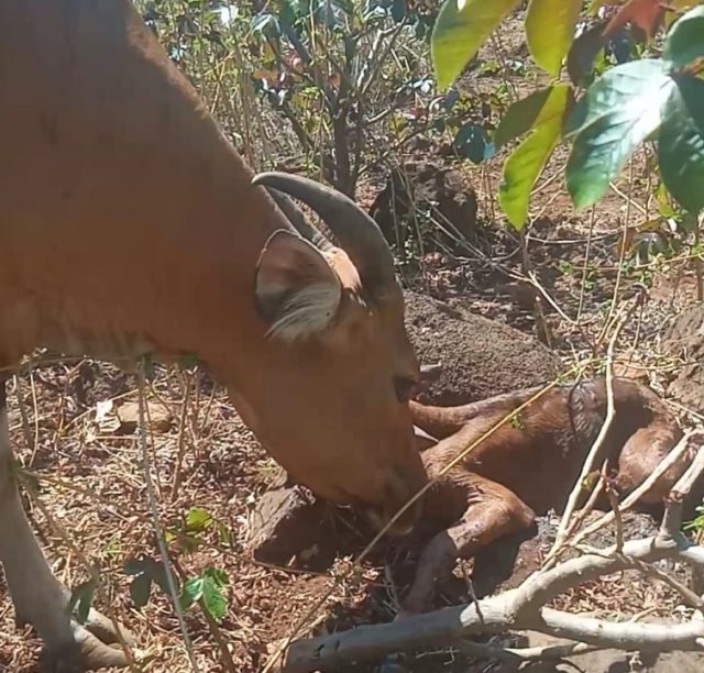 Banteng Jawa di SSB Taman Nasional Baluran Situbondo Lahirkan Anak Betina