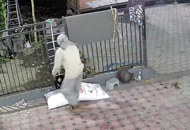 Pria Bercadar Curi Pupuk di Situbondo, Terekam Kamera CCTV