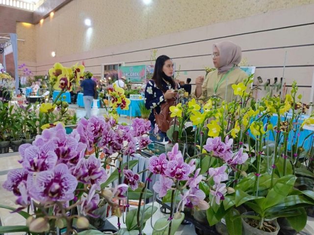 Ajang Pameran Ribuan Tanaman Anggrek di Gedung Serbaguna Jember