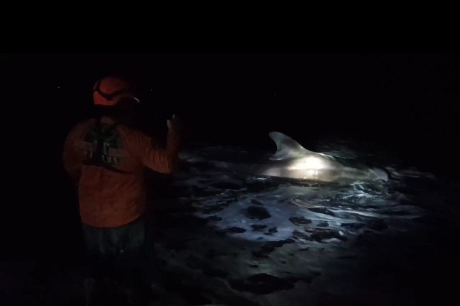 Ikan Hiu Tutul Terdampar di Pantai Jember Tampak Sekarat