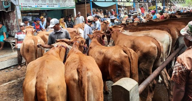 DPRD Situbondo, Pertanyakan Pemkab Anggarkan Hewan Kurban Melalui APBD  Rp550 Juta 