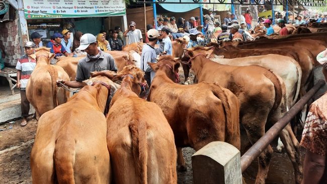 DPRD Situbondo, Pertanyakan Pemkab Anggarkan Hewan Kurban Melalui APBD  Rp550 Juta 