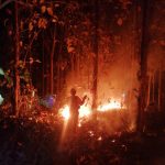 Kawasan Hutan Jati Sekitar 5 Hektar di Lereng Gunung Gedek Jember Terbakar