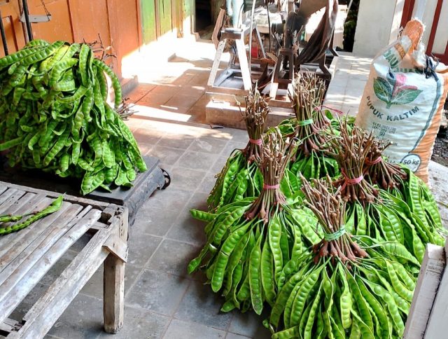 Harga Petai di Situbondo Melambung, Tembus Rp25 Perkilogram Petani Sumringah